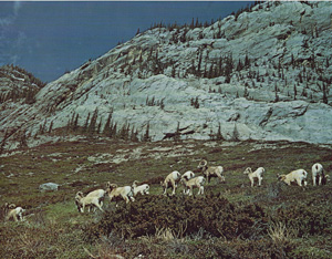 Bighorn Herd Composed of Ewes, Rams and Young Sheep